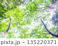 緑の森　環境エコのイメージ画像 135220371