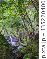 大雨後に出現する滝　世界自然遺産屋久島(夏 135220400