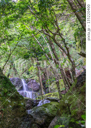大雨後に出現する滝　世界自然遺産屋久島(夏 135220400