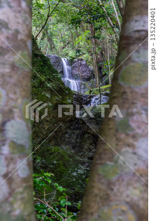 大雨後に出現する滝　世界自然遺産屋久島(夏 135220401