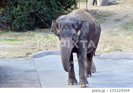 歩くアジアゾウ 歩くアジアゾウ 135220504