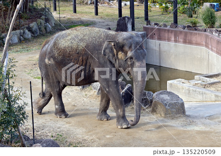 歩くアジアゾウ 歩くアジアゾウ 135220509