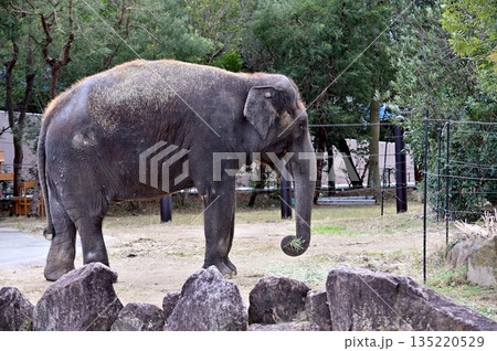 草を食べるアジアゾウ 草を食べるアジアゾウ 135220529