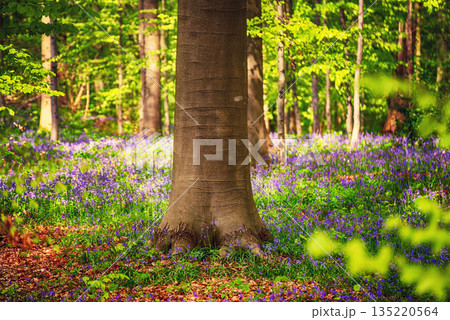 Blossoming lovely spring violet-blue forest flowers - common bluebells or Hyacinthoides, Belgium Blossoming lovely spring violet-blue forest flowers - common bluebells or Hyacinthoides, Belgium 135220564