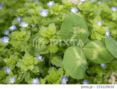 クローバーと小さな青い花の群生（オオイヌノフグリ) 135220638