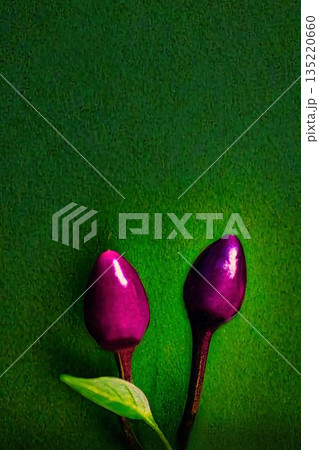 赤いトウガラシの実 135220660