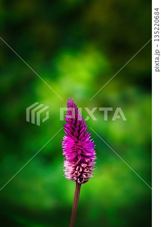 赤いケイトウの花 赤いケイトウの花 135220684
