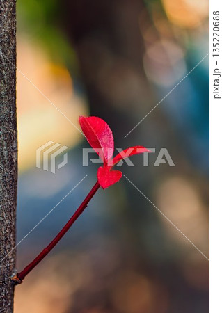 木の幹に落ちた赤いカナメモチの葉 135220688