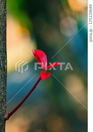 木の幹から落ちた紅葉したカナメモチの葉 木の幹から落ちた紅葉したカナメモチの葉 135220689
