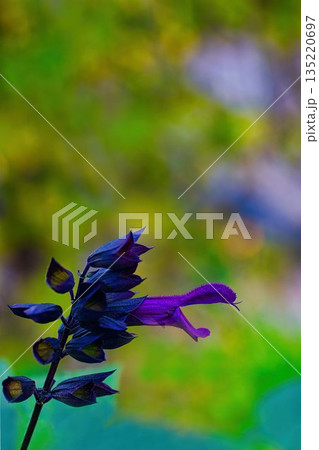 青いサルビア・ガラニチカ 135220697