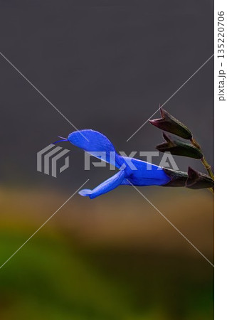 青いサルビア・ガラニチカ 135220706