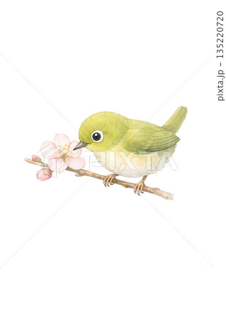 水彩風 小鳥と花のイラスト 水彩風 小鳥と花のイラスト 135220720