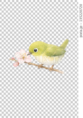 水彩風 小鳥と花のイラスト 水彩風 小鳥と花のイラスト 135220720