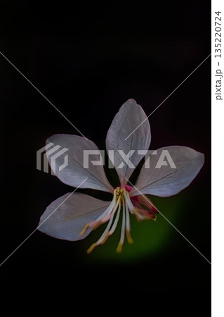 白いガウラの花 135220724