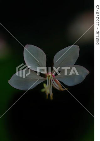 白いガウラの花 135220725
