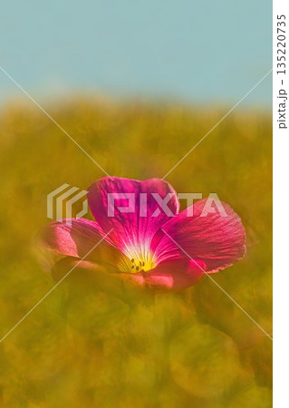 青い空とピンクのオキザリス 135220735