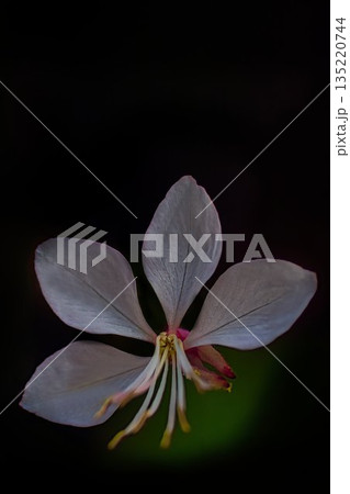 白いガウラの花 135220744