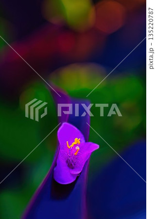 咲き始めた、ムラサキゴテンの花 135220787