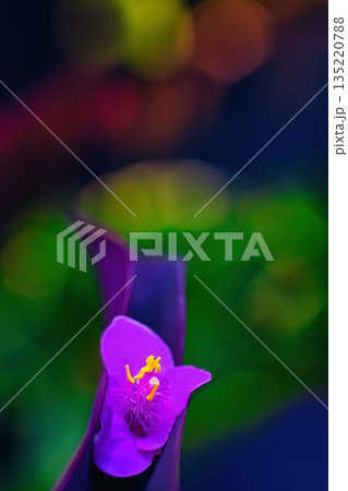 可憐なムラサキゴテンの花 135220788