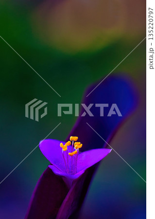 可憐なムラサキゴテンの花 135220797