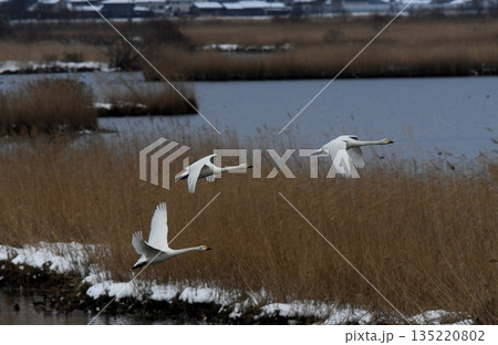 飛んでいく白鳥 飛んでいく白鳥 135220802