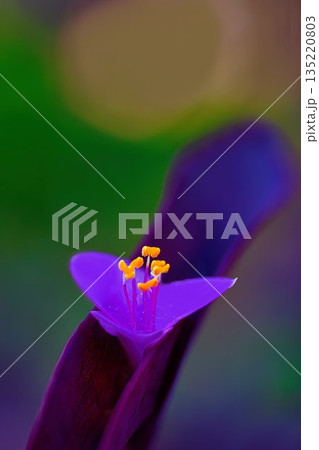 可憐なムラサキゴテンの花 可憐なムラサキゴテンの花 135220803