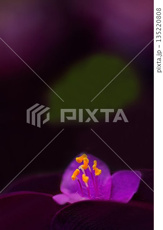 花壇に咲く可憐なムラサキゴテン 花壇に咲く可憐なムラサキゴテン 135220808