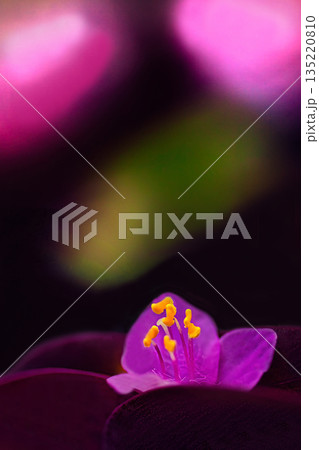 紫色の花を咲かせたムラサキゴテンの花をアップで撮影した写真 135220810