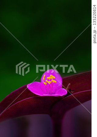 ピンクの花びらのムラサキゴテン 135220814