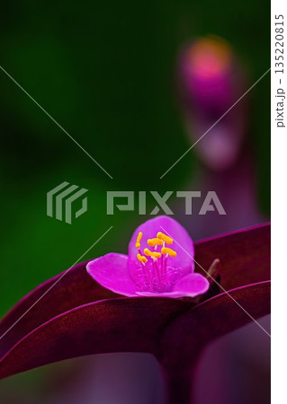 赤い花のムラサキゴテン 135220815