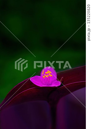 赤いムラサキゴテンの花 赤いムラサキゴテンの花 135220820