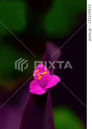 赤いムラサキゴテンの花 135220823