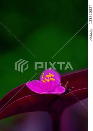 赤いムラサキゴテンの花 赤いムラサキゴテンの花 135220824