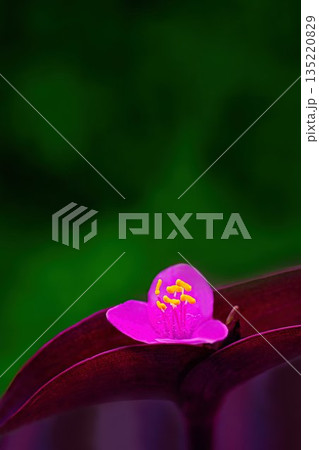 赤いムラサキゴテンの花 赤いムラサキゴテンの花 135220829