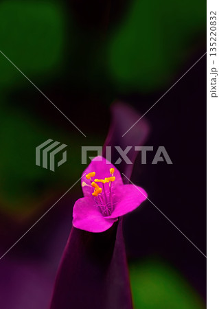 赤い花のムラサキゴテン 赤い花のムラサキゴテン 135220832