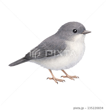 水彩風 小鳥のイラスト 水彩風 小鳥のイラスト 135220834