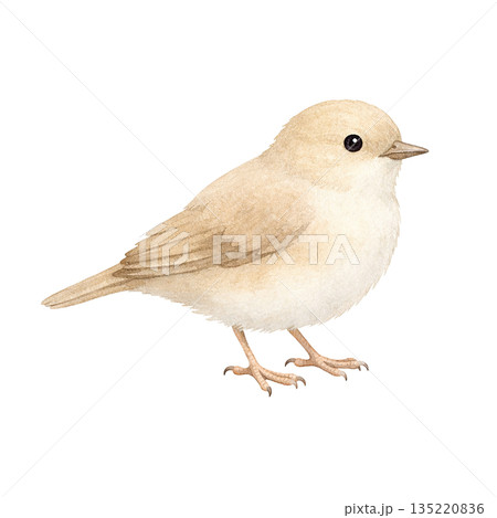 水彩風 小鳥のイラスト 水彩風 小鳥のイラスト 135220836