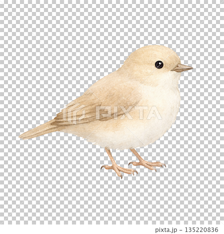 水彩風 小鳥のイラスト 水彩風 小鳥のイラスト 135220836