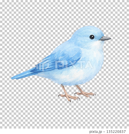 水彩風 小鳥のイラスト 水彩風 小鳥のイラスト 135220837