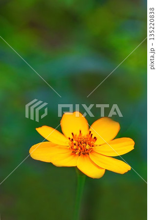 黄色いレモンマリゴールド 黄色いレモンマリゴールド 135220838