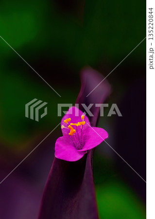 緑の中に映える可愛いムラサキゴテンの花 135220844