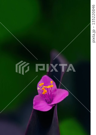 可憐なムラサキゴテンの花 可憐なムラサキゴテンの花 135220846