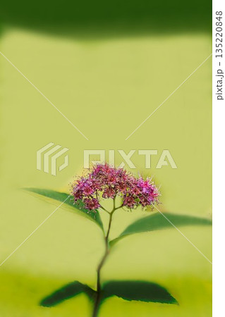 赤いシモツケの花 135220848