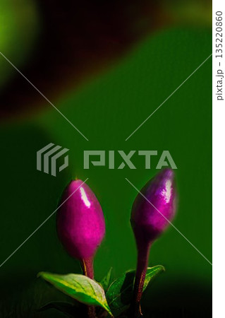 赤いトウガラシの実 135220860