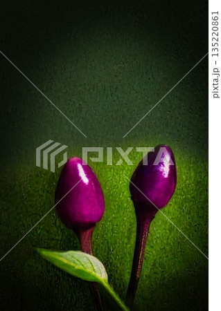 赤いトウガラシの実 135220861