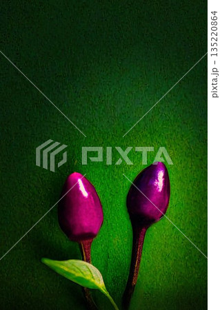 赤いトウガラシの実 135220864