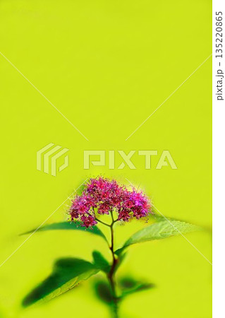 赤い花を咲かせたシモツケ 135220865