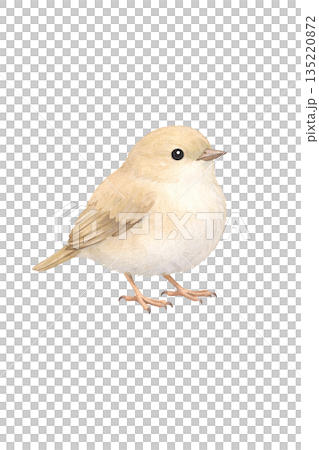 水彩鳥類插圖 135220872
