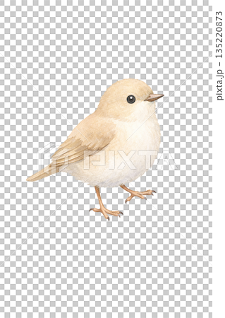 水彩鳥類插圖 135220873