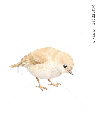 水彩風 小鳥のイラスト 135220874